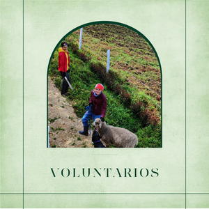 Voluntariado