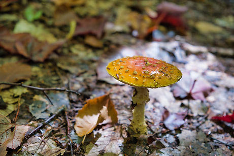 Lincoln Woods Trail
