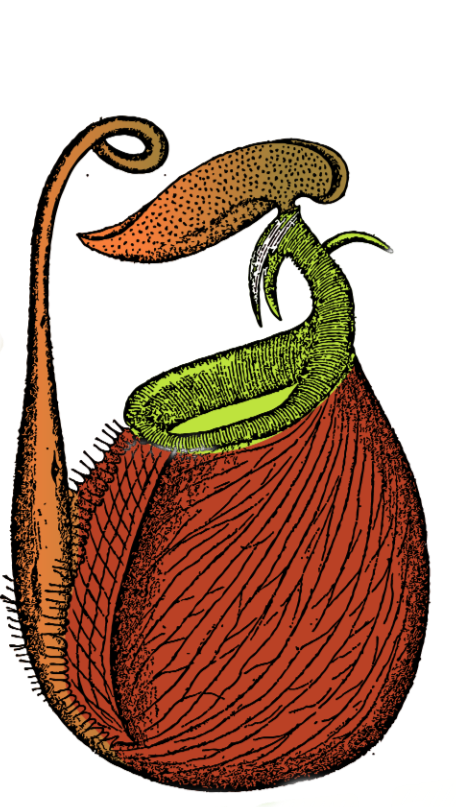 Clearwater Carnivores-01_edited.png