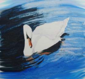 Swan