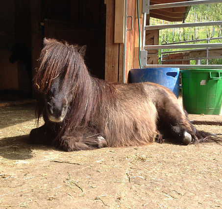Wisdom Shetty liegend im Stall