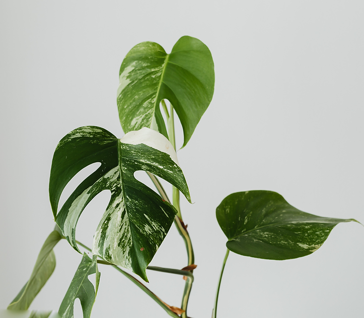 Untitled (11 x 8.5 in).png
