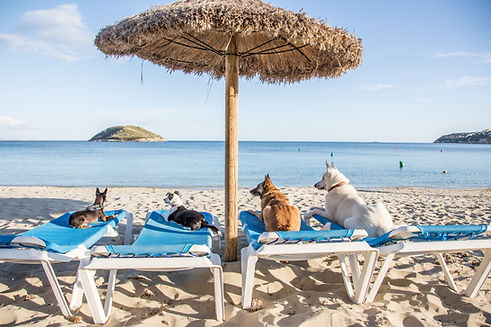 dogs on the beach christina -1355.jpg