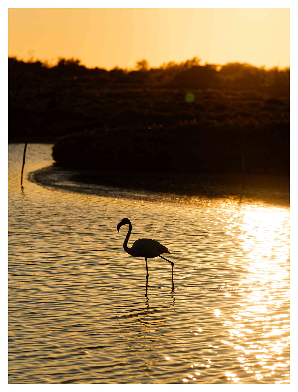 A real flamingo this time. Fujifilm X-T5, Fujifilm 50-140mm F2.8