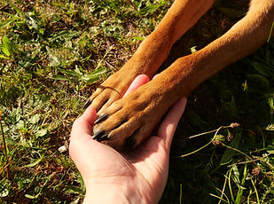 une patte de chien roux posée dans une main humaine blanche posée dans l'herbe, éclairée par le soleil