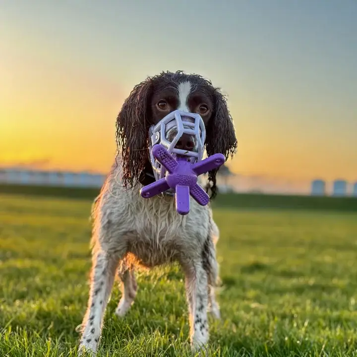 Chien portant une muselière et un jouet spécial muselière