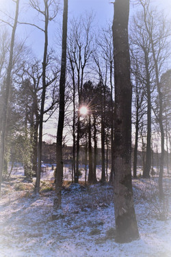 Sun Burst