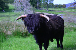 No Bull