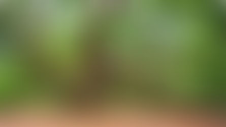 Find a Tree Near You and Hug It to Heal