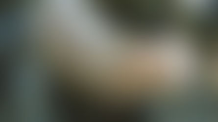 A Nutty Tree: California Buckeye