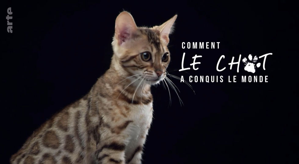 Chat_edited
