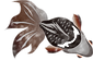 金魚(黒).png