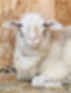 Dogwood Acres Family Farm