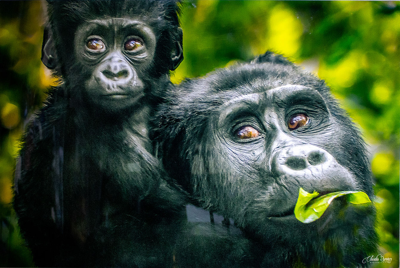 Claudia Ramírez- Mamá gorila y su cría  “Precio en dólares”