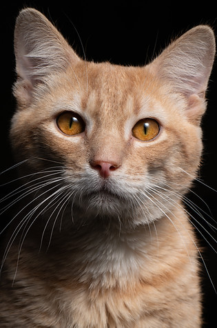 2019 07 24 cats.jpg