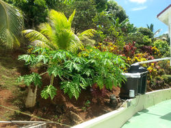 Garden and Vegetation