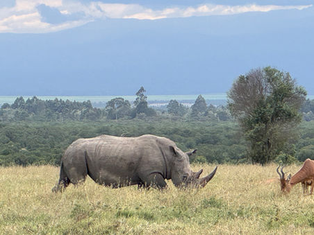 Safari Beginnings