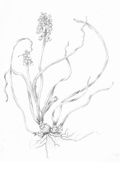 Muscari botryoides_Traubenhyazinthe.jpg