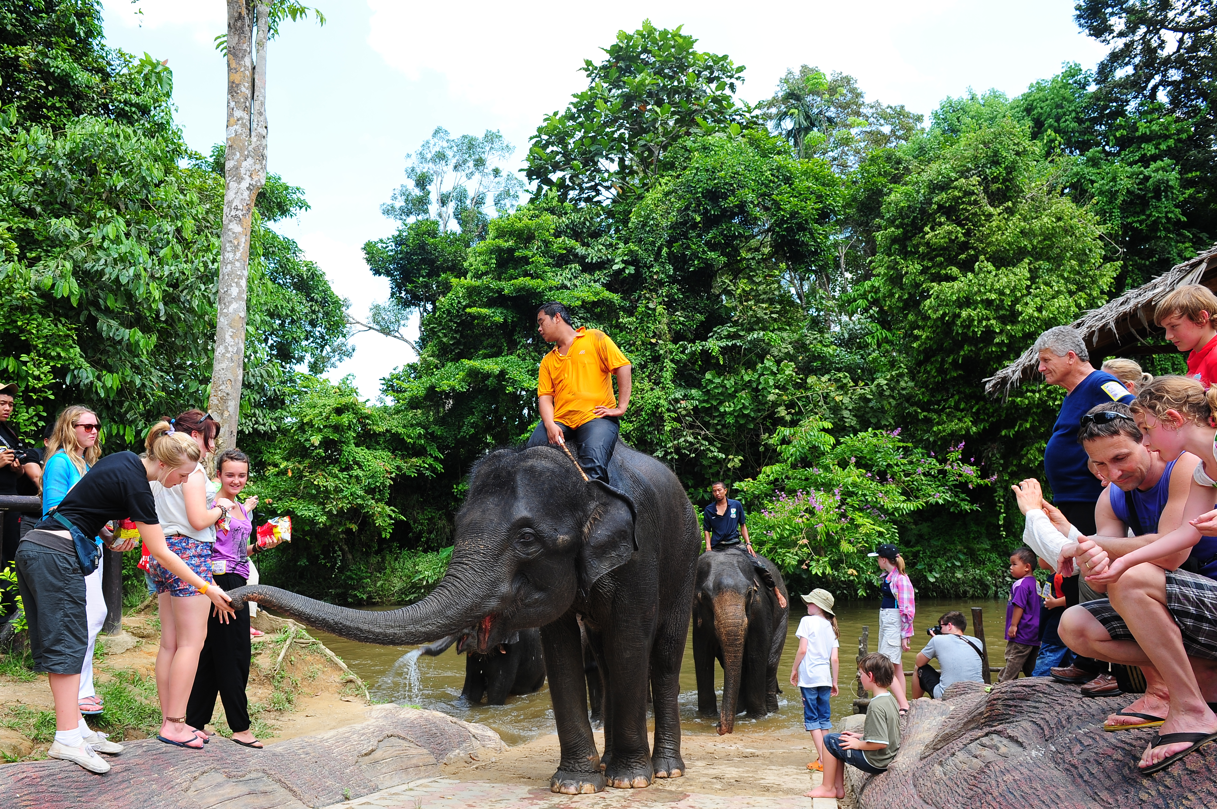 Elephant Sanctuary Tour