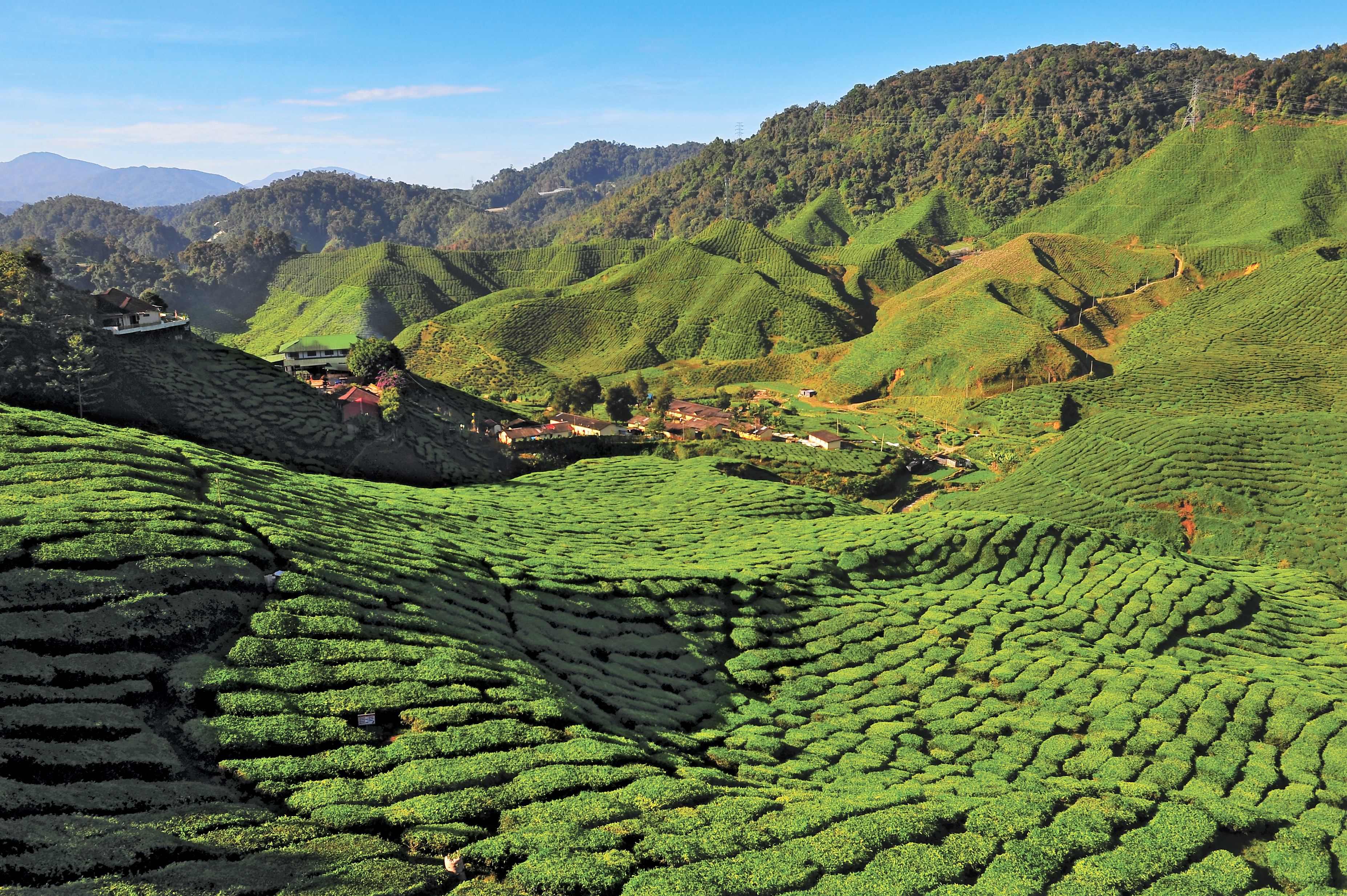 Cameron Highlands Tour