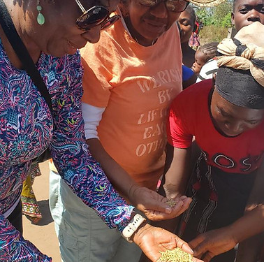 Women farming 2023 Rice.jpg