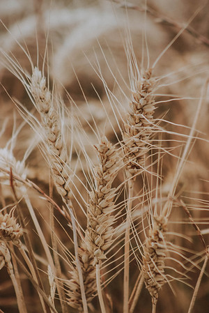 mathias-reding-j--IQNEv5bs-unsplash.jpg