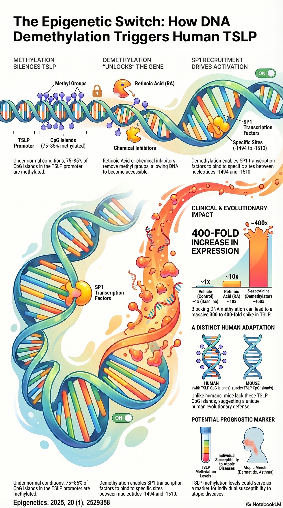Epigenetic control of Human TSLP