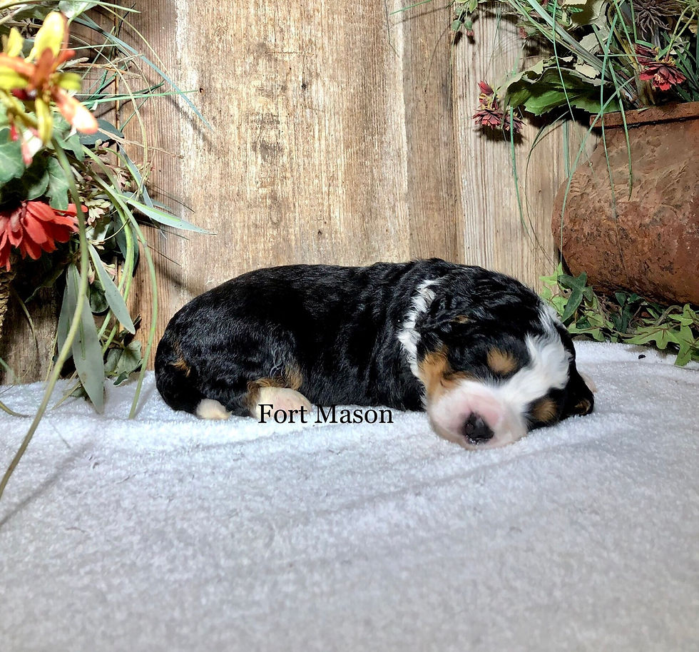 Thumbnail: Otto (Reserved)