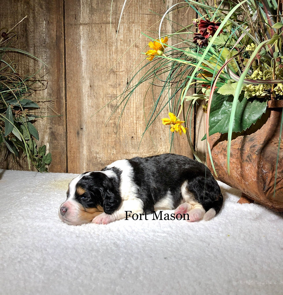 Thumbnail: Bessie (Reserved)
