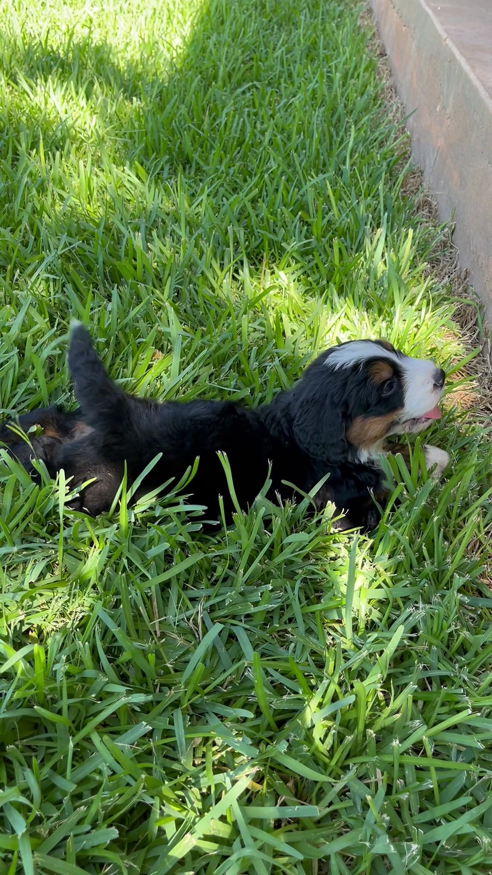 Thumbnail: Huckleberry (Reserved)