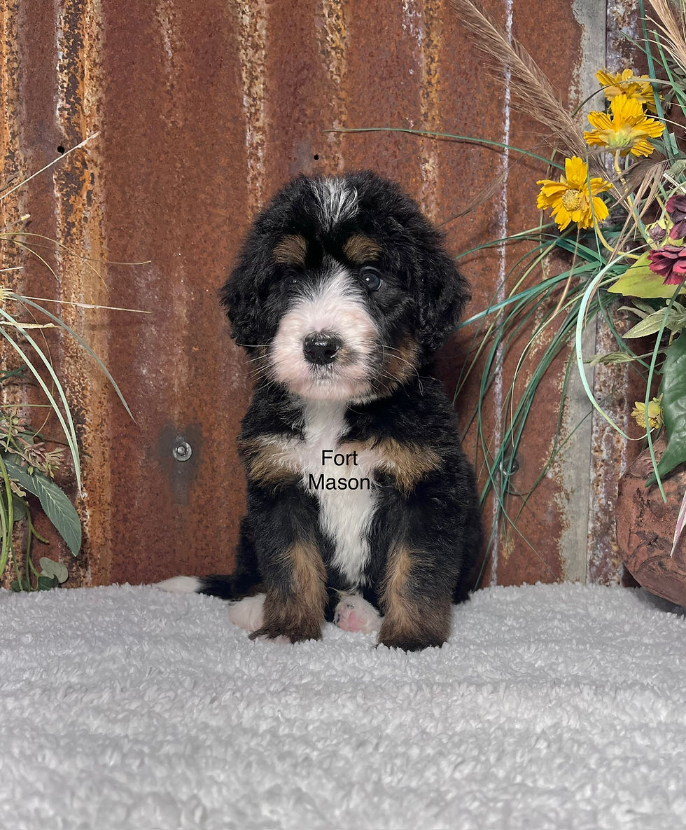 Thumbnail: Amos (Reserved)