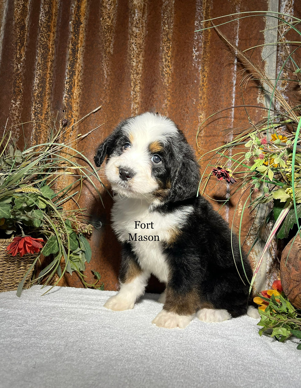 Thumbnail: Raven (Reserved)