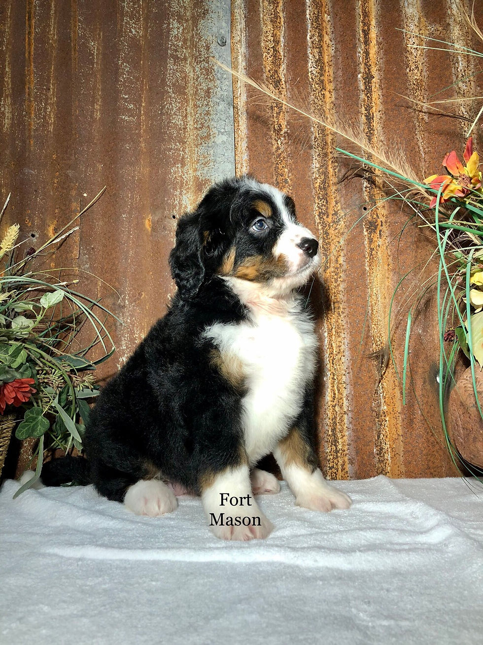 Thumbnail: Inca (Reserved)