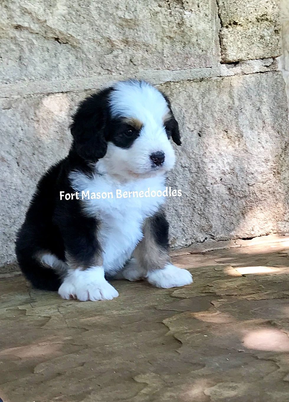 Thumbnail: Daisy (Reserved)