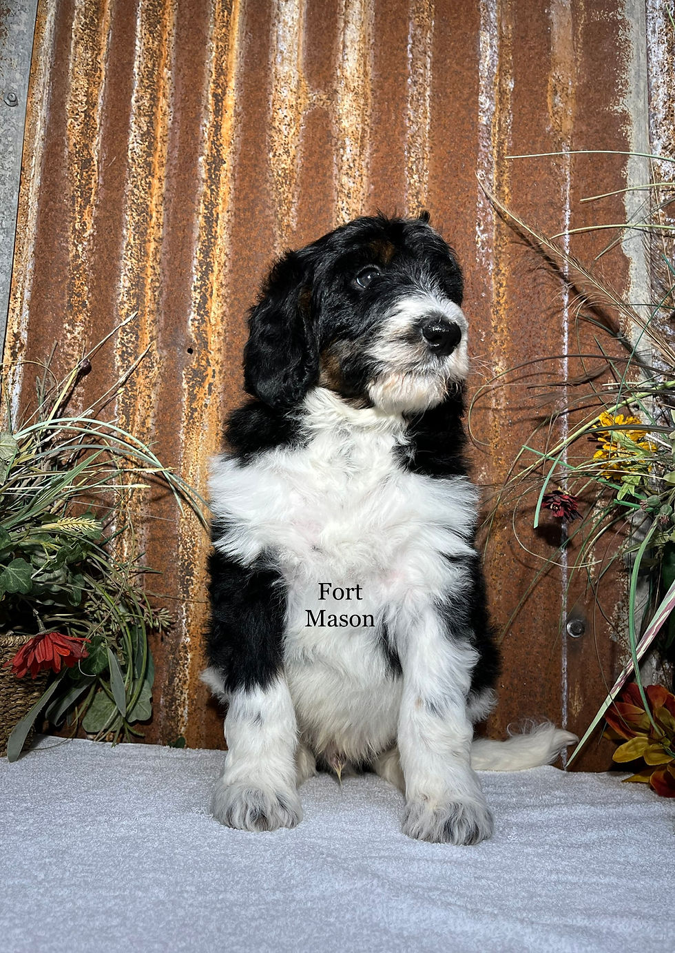 Thumbnail: Quint (Reserved)