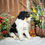 Thumbnail: George (Reserved)