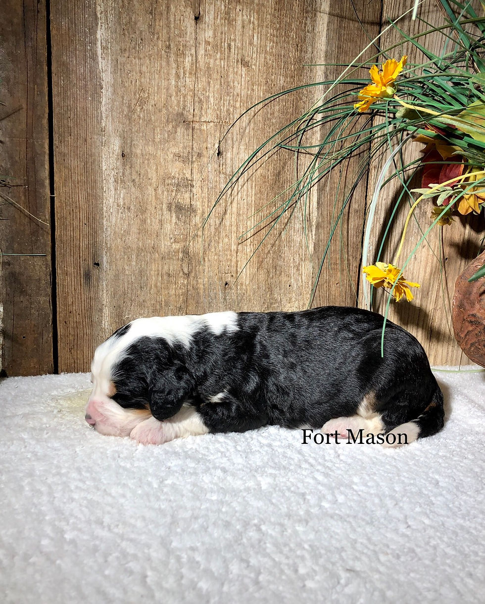 Thumbnail: Blue Bell (Reserved)
