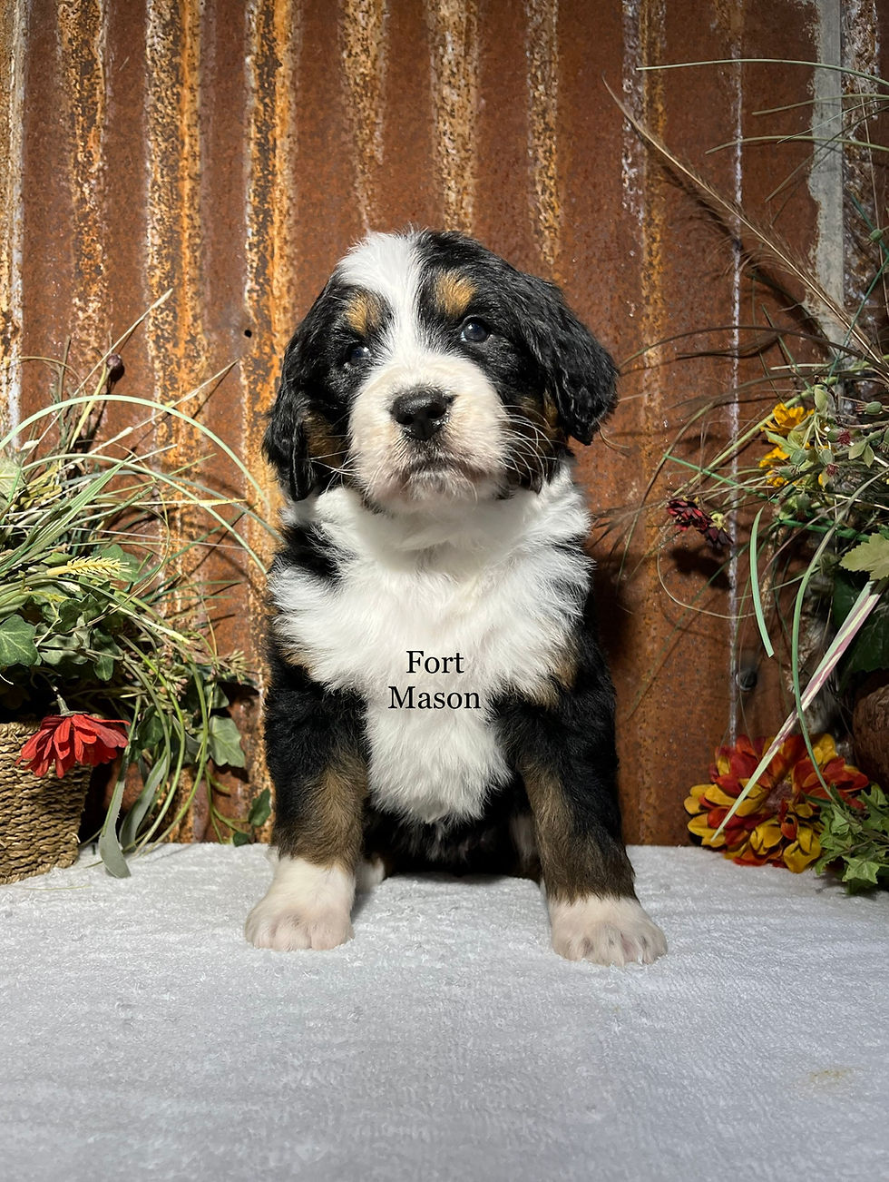 Thumbnail: Peaches (Reserved)