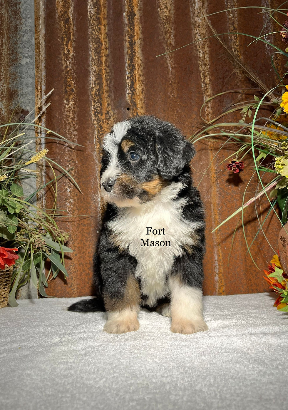 Thumbnail: Bonnie (Reserved)