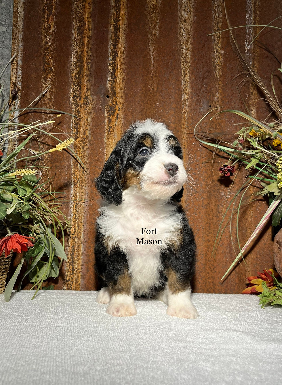 Thumbnail: Gabby (Reserved)