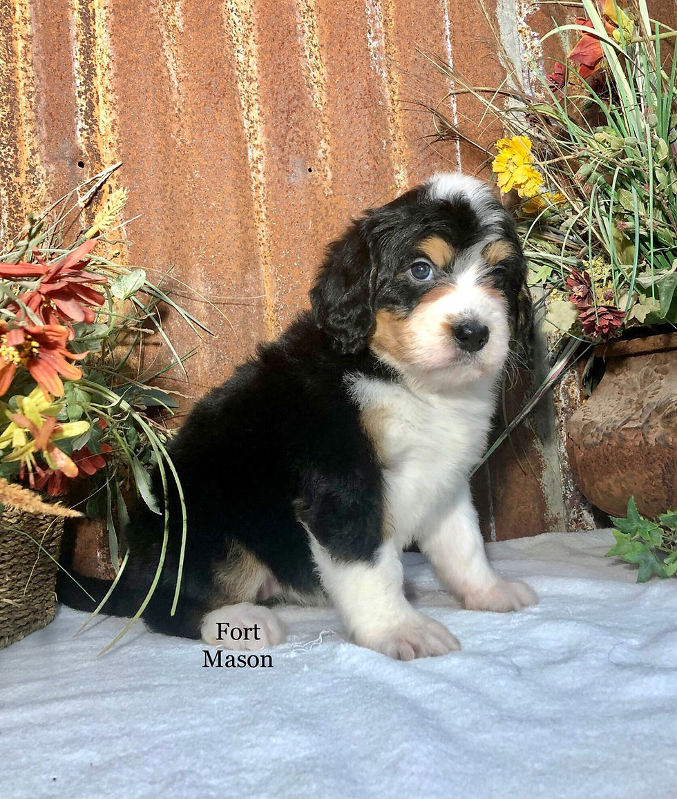 Thumbnail: Ginger (Reserved)