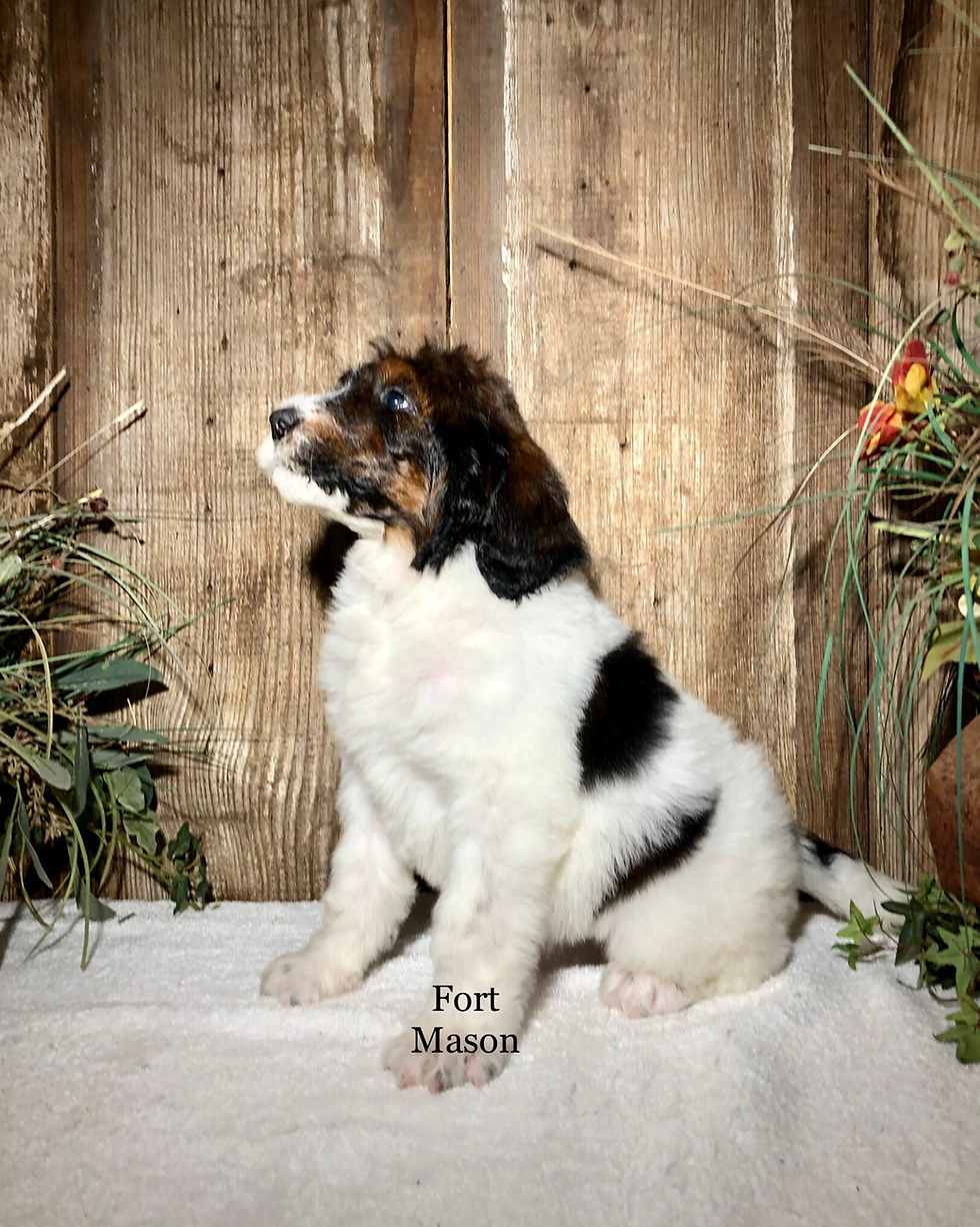 Thumbnail: Molly (Reserved)
