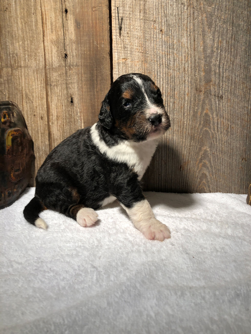Thumbnail: Jacqueline (Reserved)
