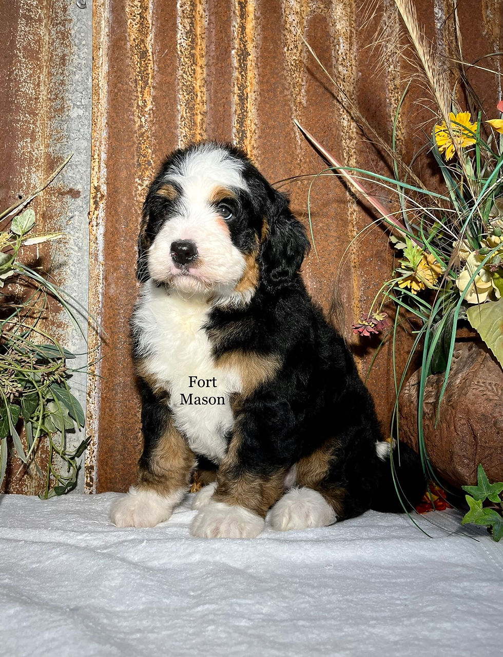 Thumbnail: Reba (Reserved)
