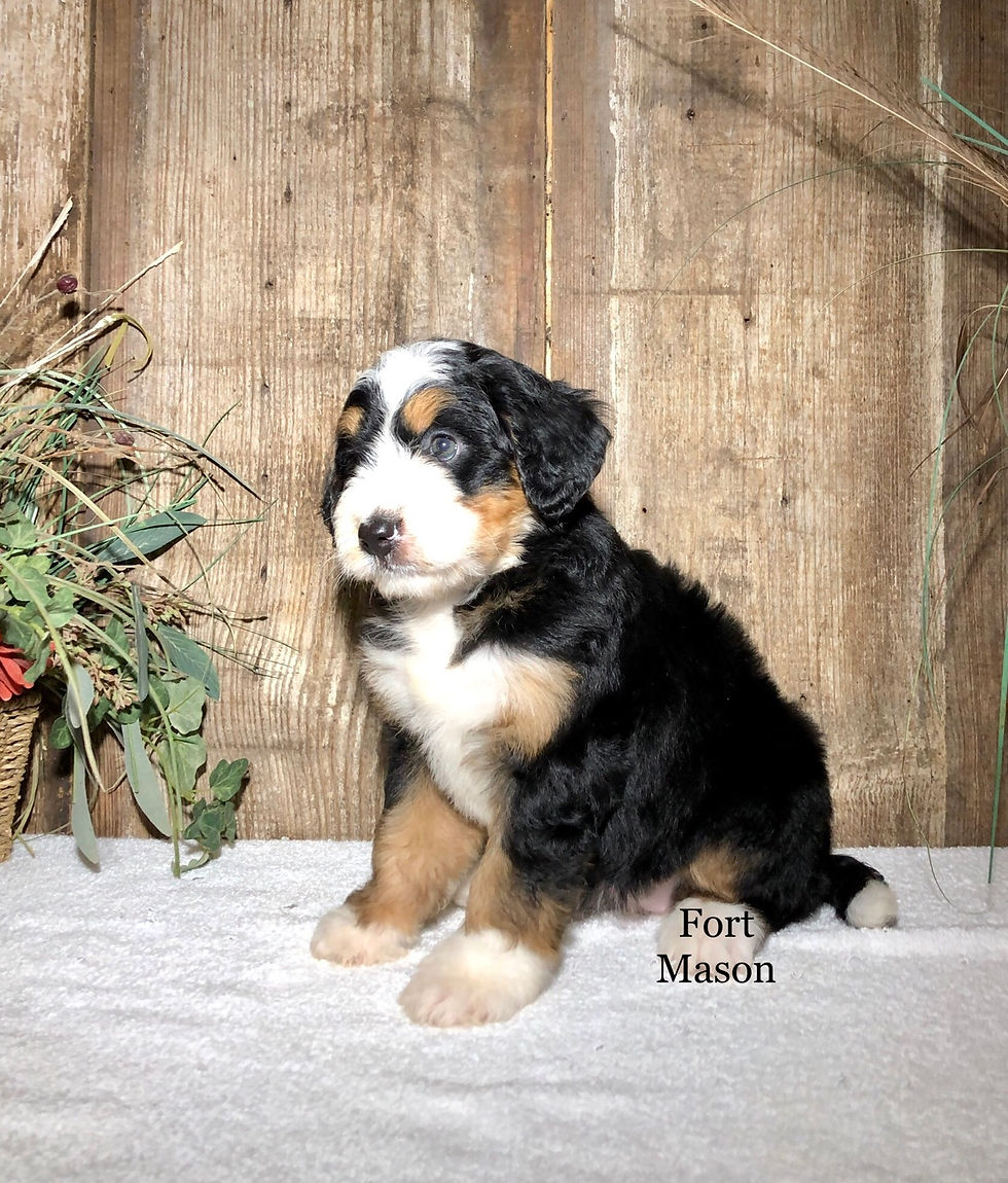Thumbnail: Darla (Reserved)