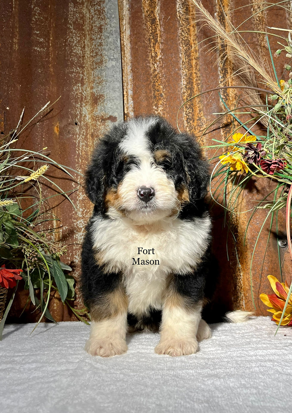 Thumbnail: Chester (Reserved)