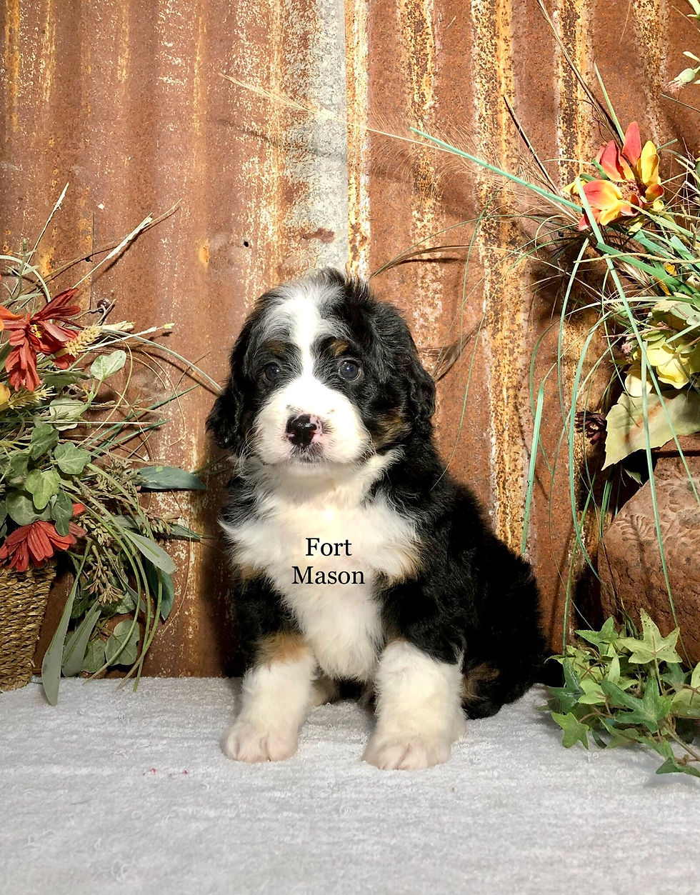 Thumbnail: Birdie (Reserved)