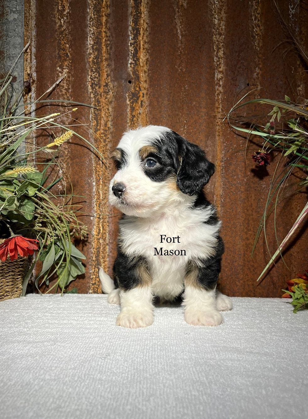 Thumbnail: Gus (Reserved)