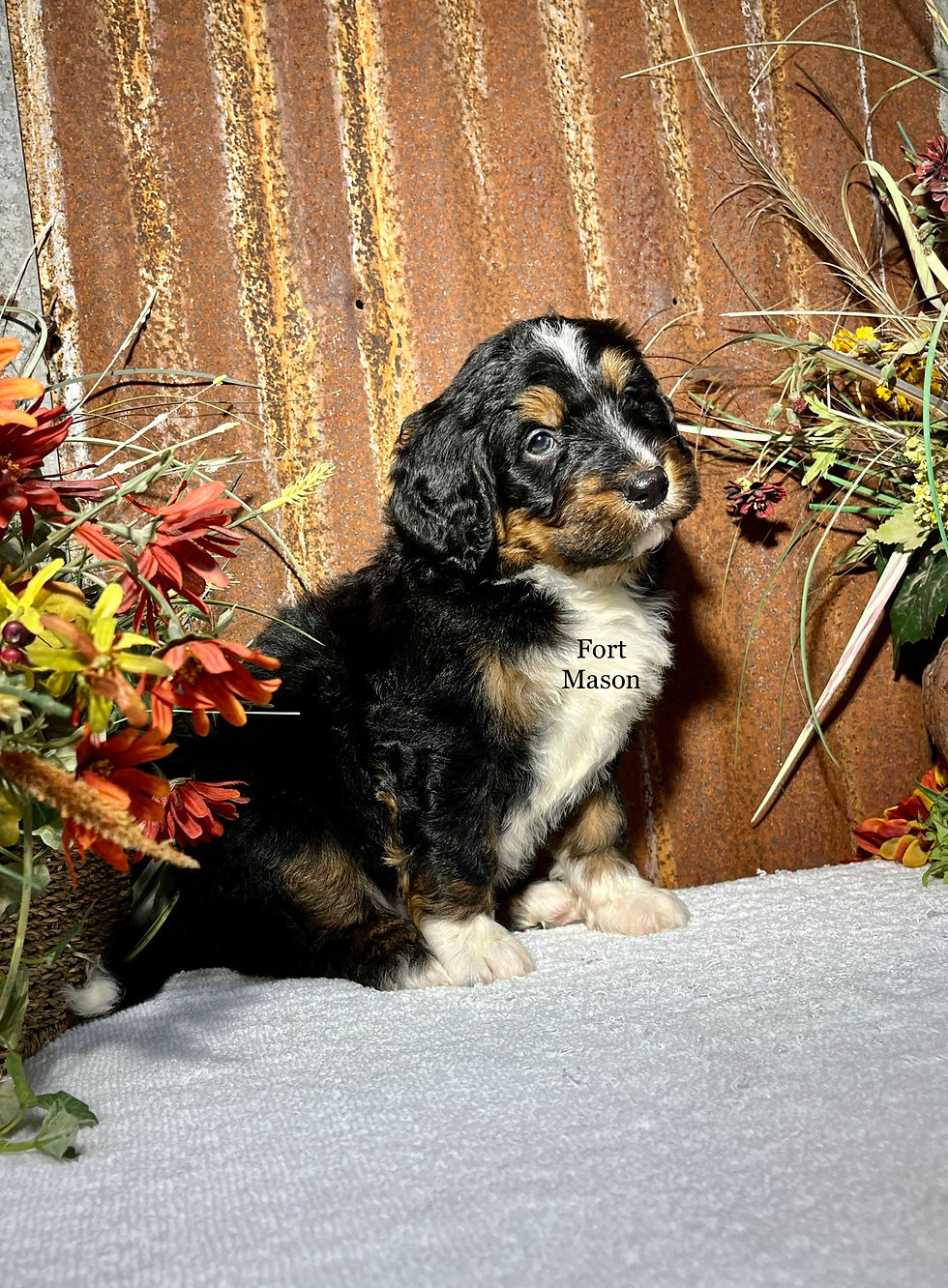 Thumbnail: Heidi (Reserved)