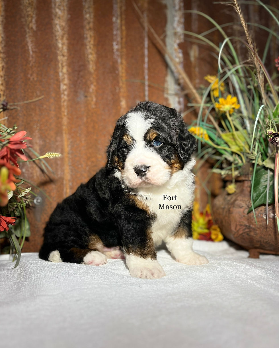 Thumbnail: Buster (Reserved)